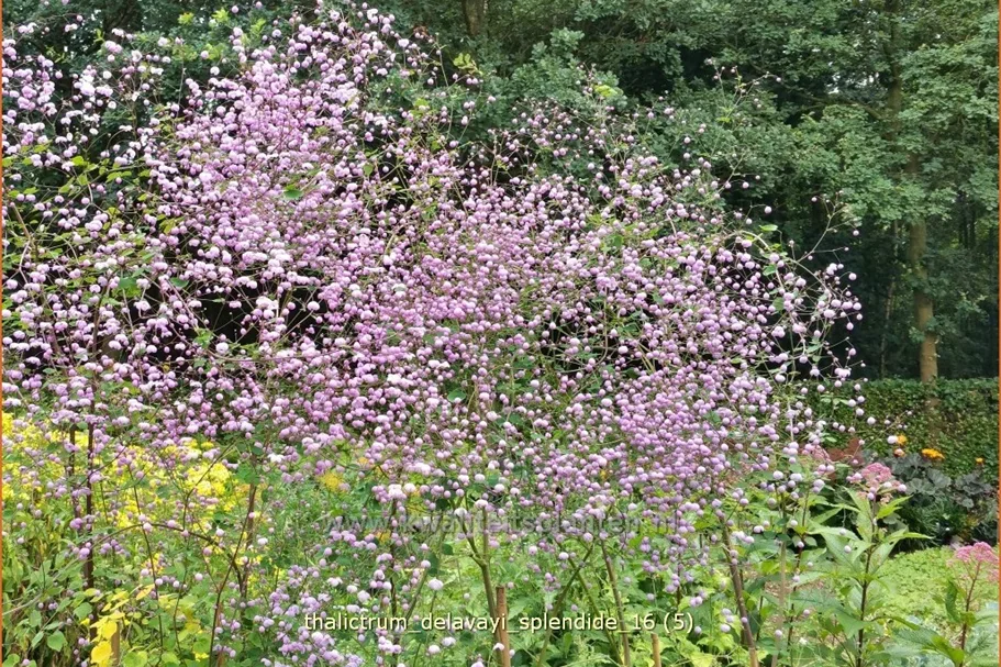 Thalictrum delavayi 'Splendide'®