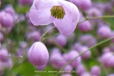 Thalictrum delavayi 'Splendide'®