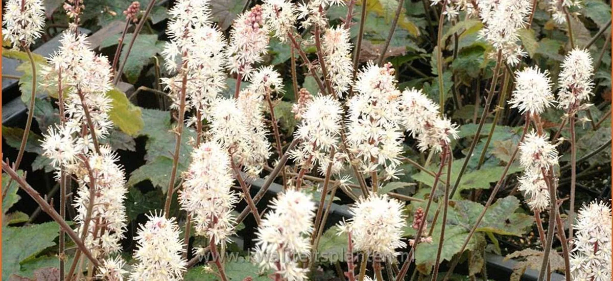 Tiarella 'Pink Brushes'