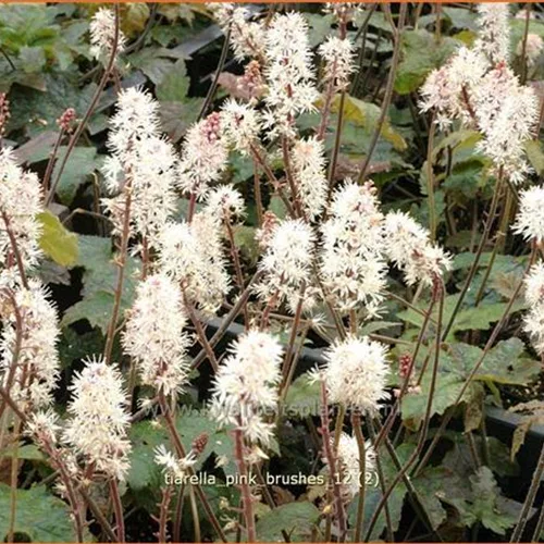 Tiarella 'Pink Brushes'