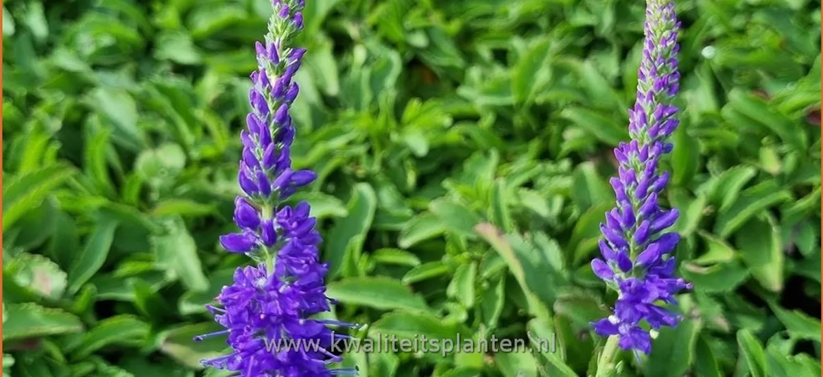 Veronica 'Baby Blue'