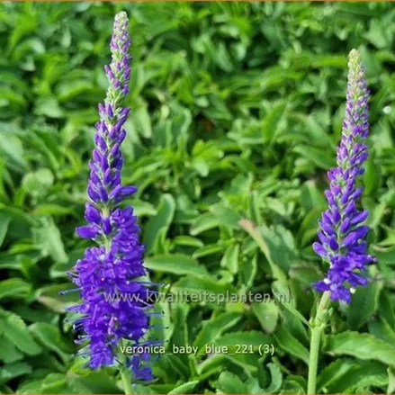 Veronica 'Baby Blue'