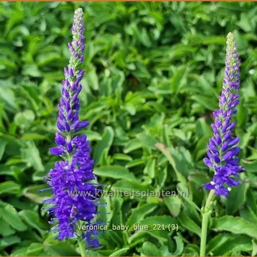 Veronica 'Baby Blue'