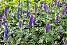 Veronica longifolia 'First Glory'