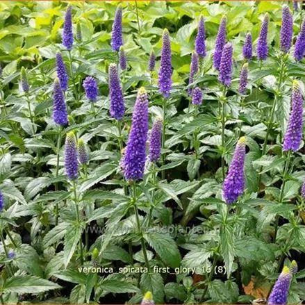 Veronica longifolia 'First Glory'