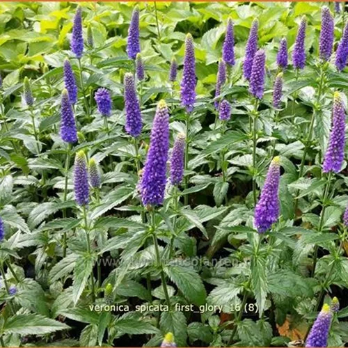 Veronica longifolia 'First Glory'