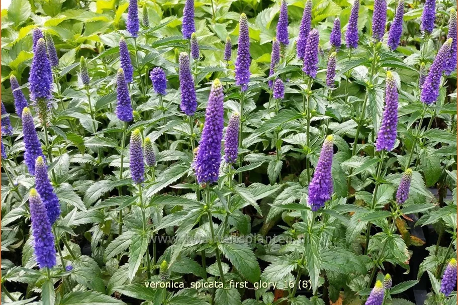 Veronica longifolia 'First Glory'