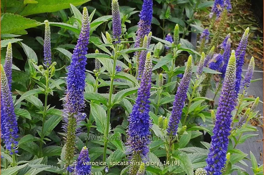 Veronica longifolia 'First Glory'