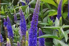 Veronica longifolia 'First Glory'