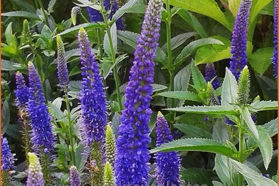 Veronica longifolia 'First Glory'