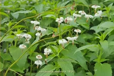 Vancouveria hexandra