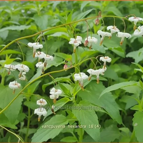 Vancouveria hexandra