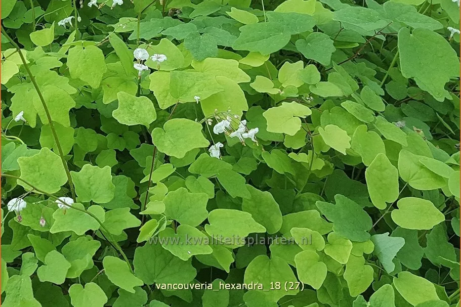 Vancouveria hexandra