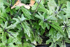Tiarella laciniata 'Pink Skyrocket'