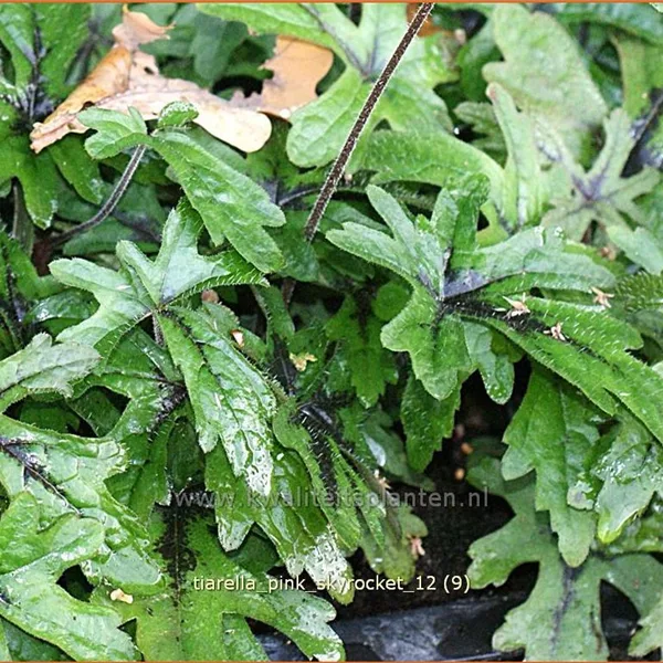Tiarella laciniata 'Pink Skyrocket'