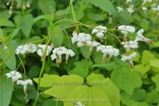 Vancouveria hexandra