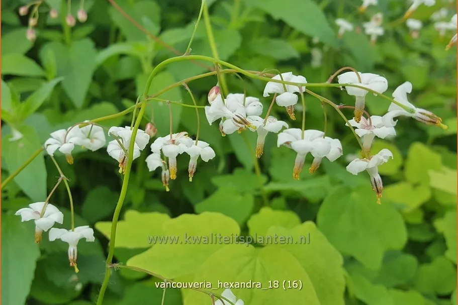 Vancouveria hexandra