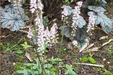 Tiarella laciniata 'Pink Skyrocket'