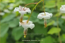 Vancouveria hexandra