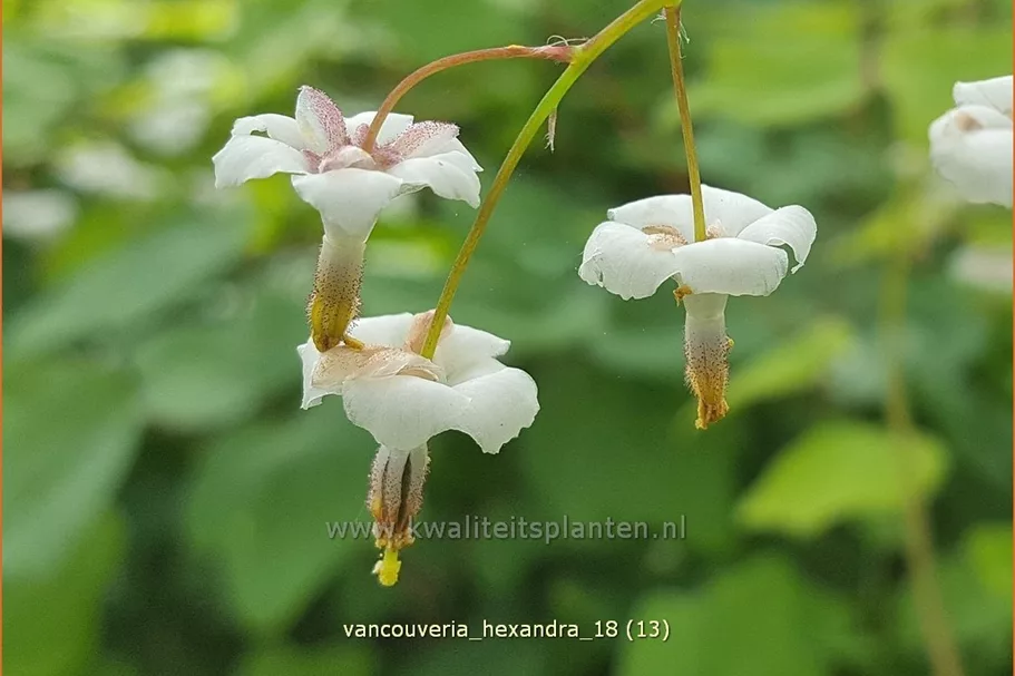 Vancouveria hexandra