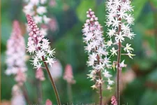 Tiarella laciniata 'Pink Skyrocket'