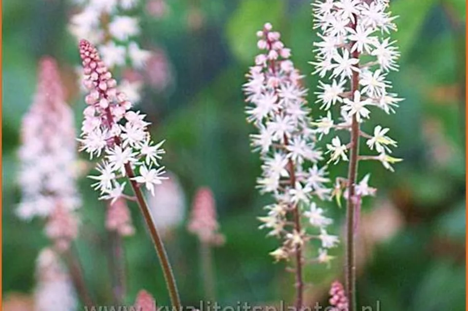 Tiarella laciniata 'Pink Skyrocket'