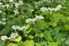 Vancouveria hexandra