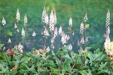 Tiarella laciniata 'Pink Skyrocket'