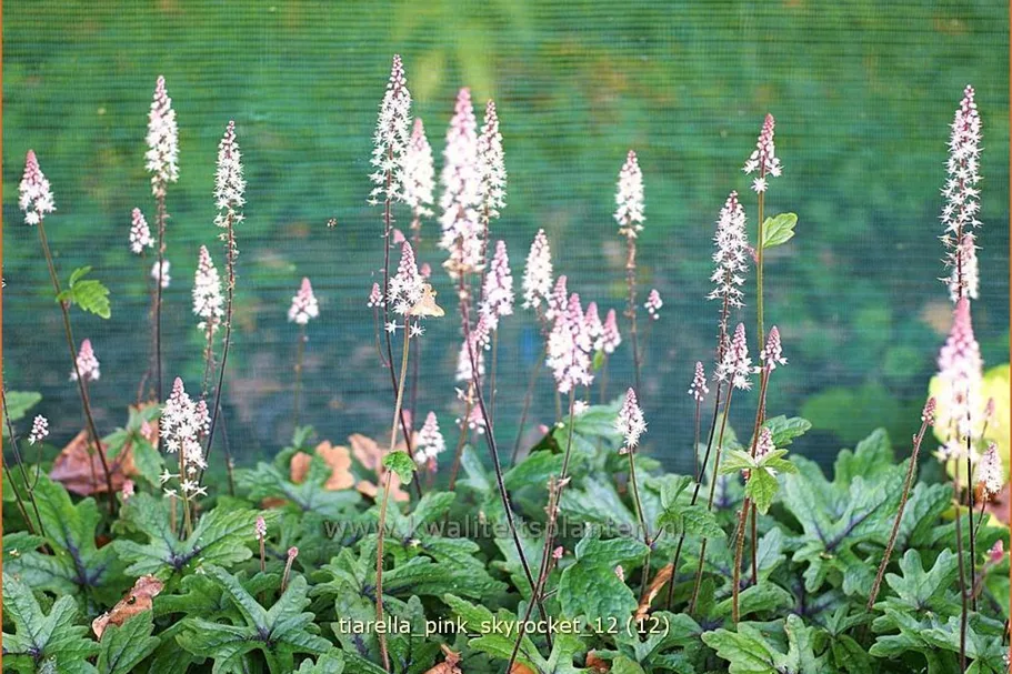 Tiarella laciniata 'Pink Skyrocket'