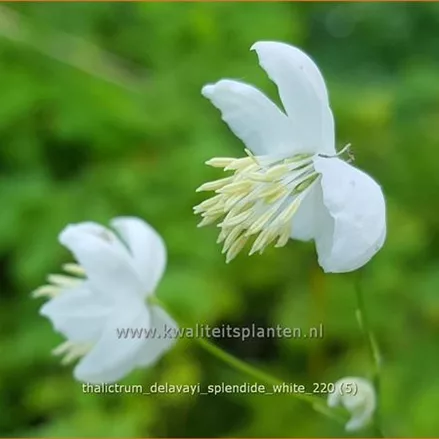 Thalictrum delavayi 'Splendide White'®