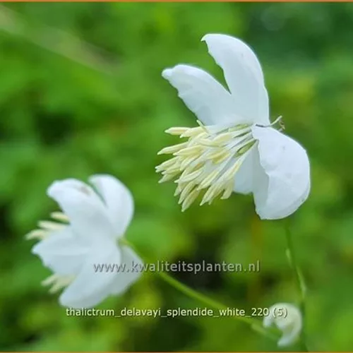 Thalictrum delavayi 'Splendide White'®