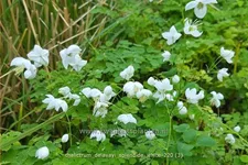 Thalictrum delavayi 'Splendide White'®