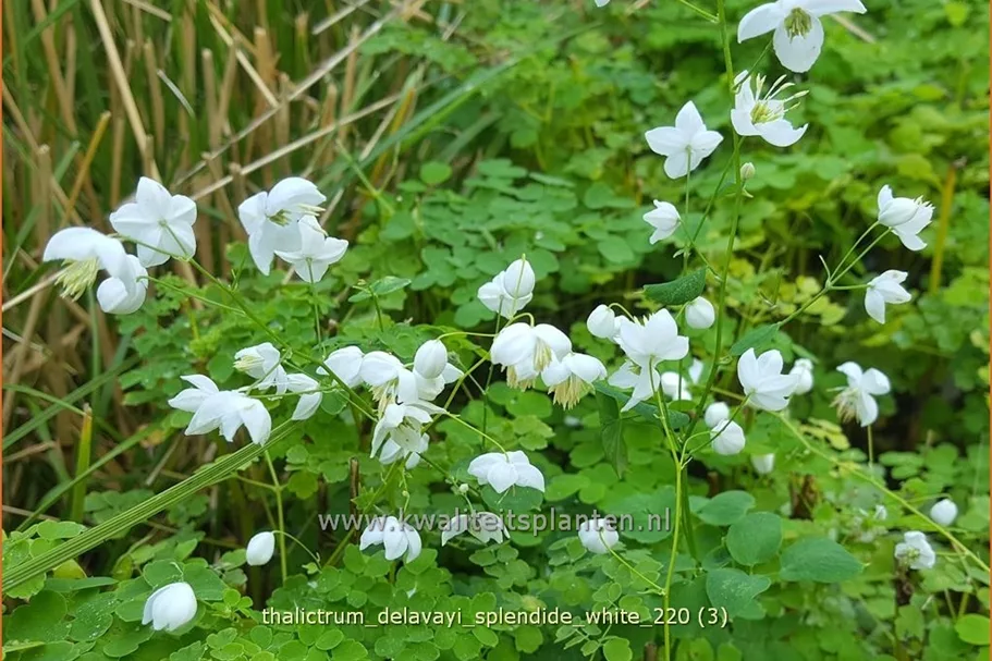 Thalictrum delavayi 'Splendide White'®