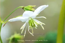 Thalictrum delavayi 'Splendide White'®