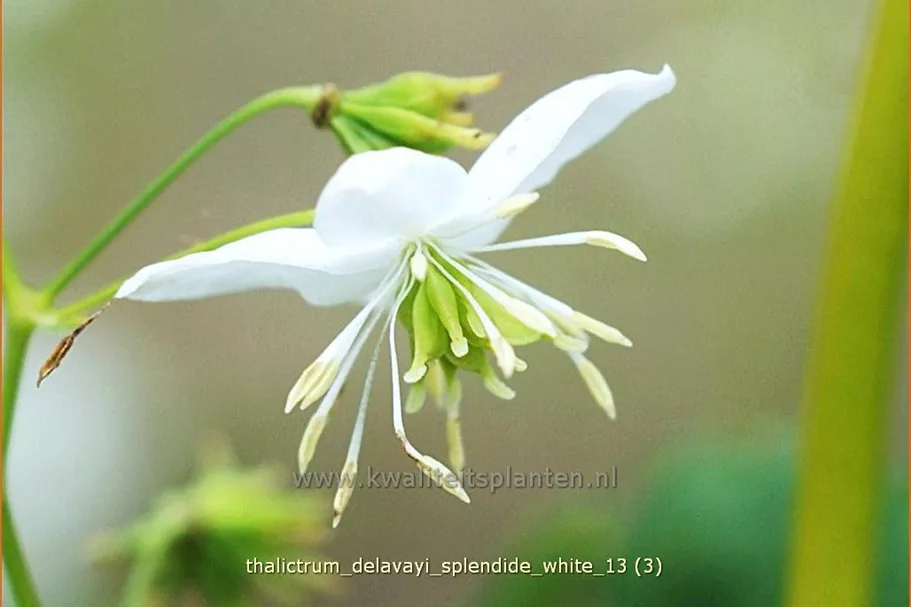 Thalictrum delavayi 'Splendide White'®
