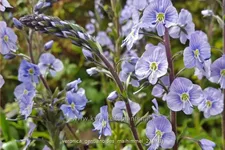 Veronica gentianoides 'Maihimmel'