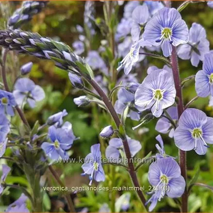 Veronica gentianoides 'Maihimmel'