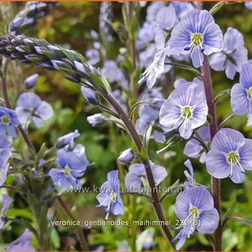 Veronica gentianoides 'Maihimmel'