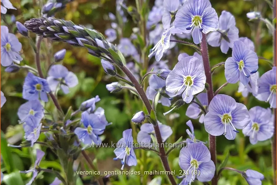 Veronica gentianoides 'Maihimmel'