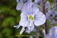 Veronica gentianoides 'Maihimmel'