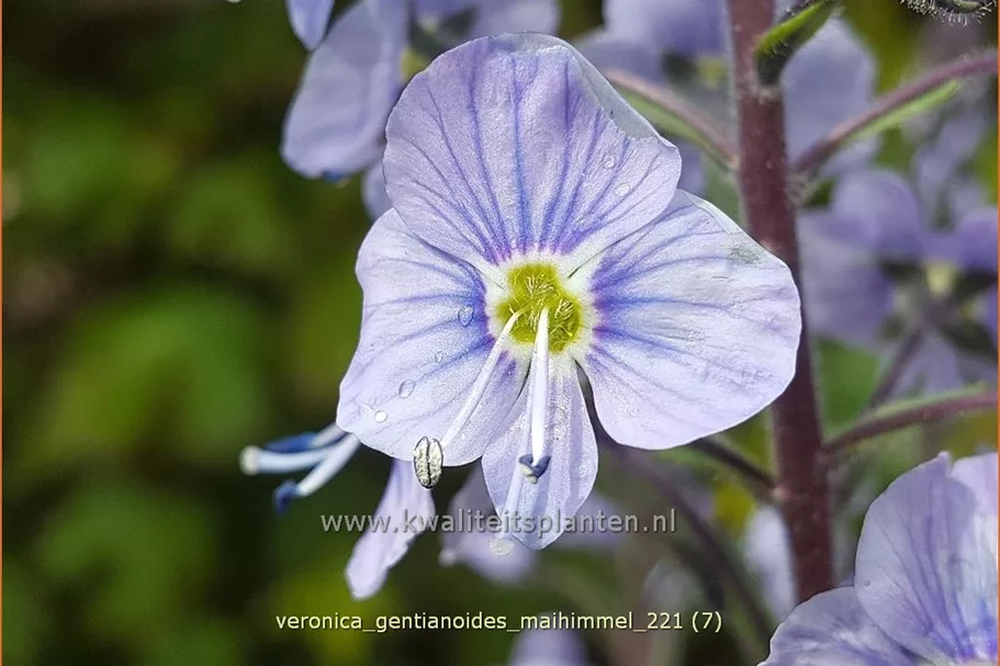 Veronica gentianoides 'Maihimmel'