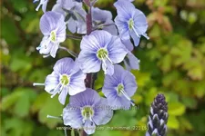 Veronica gentianoides 'Maihimmel'