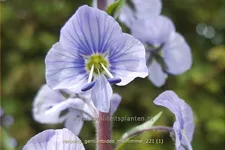Veronica gentianoides 'Maihimmel'