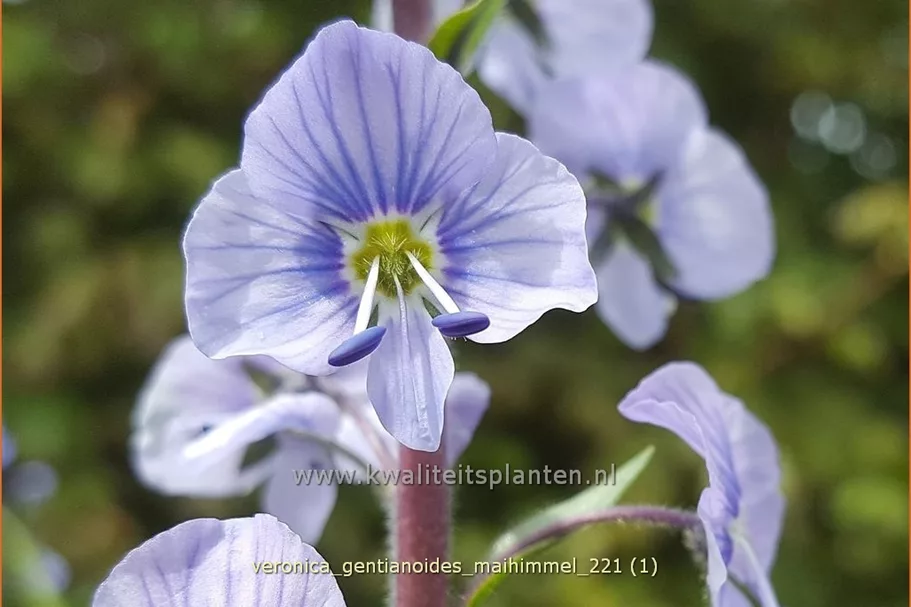 Veronica gentianoides 'Maihimmel'