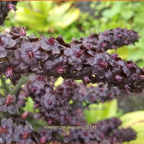 Veratrum nigrum