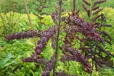 Veratrum nigrum