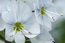 Veronica gentianoides 'Pallida'