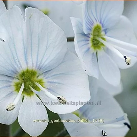 Veronica gentianoides 'Pallida'