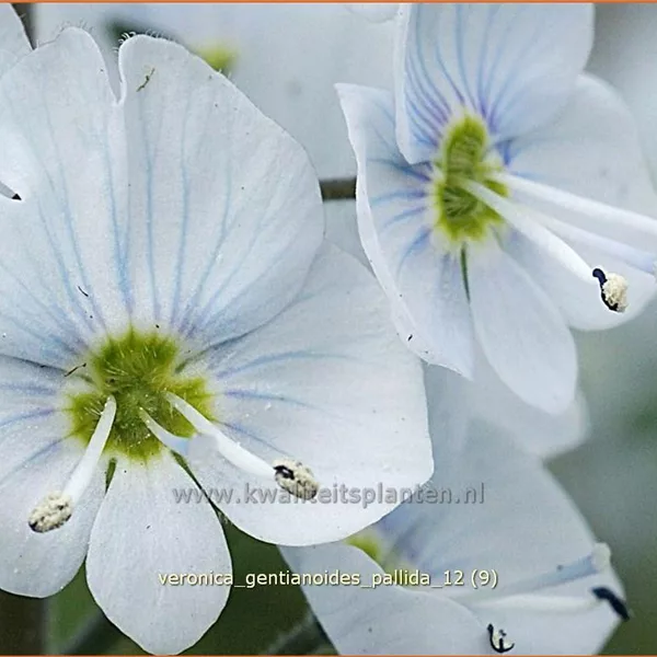 Veronica gentianoides 'Pallida'