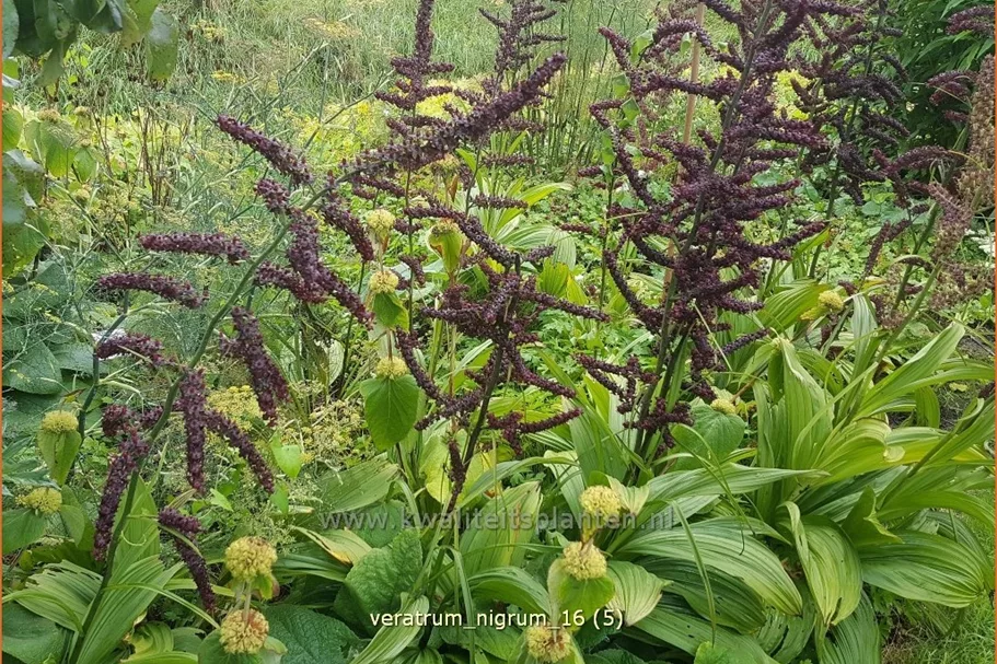 Veratrum nigrum